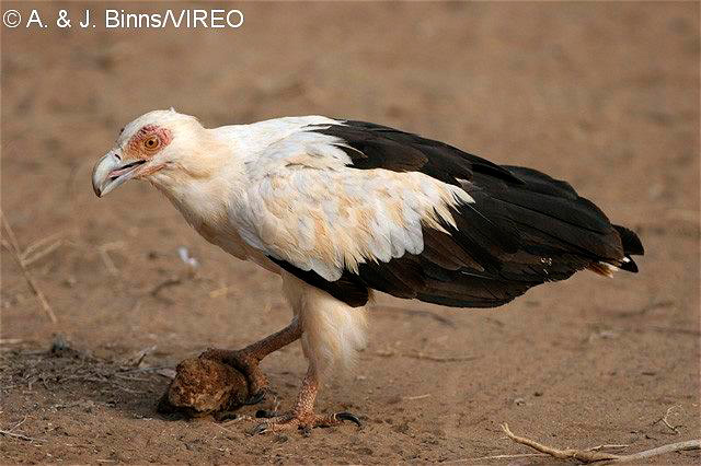 Palm-nut Vulture b52-2-473.jpg